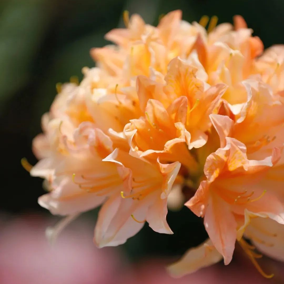 Deciduous Rhododendron