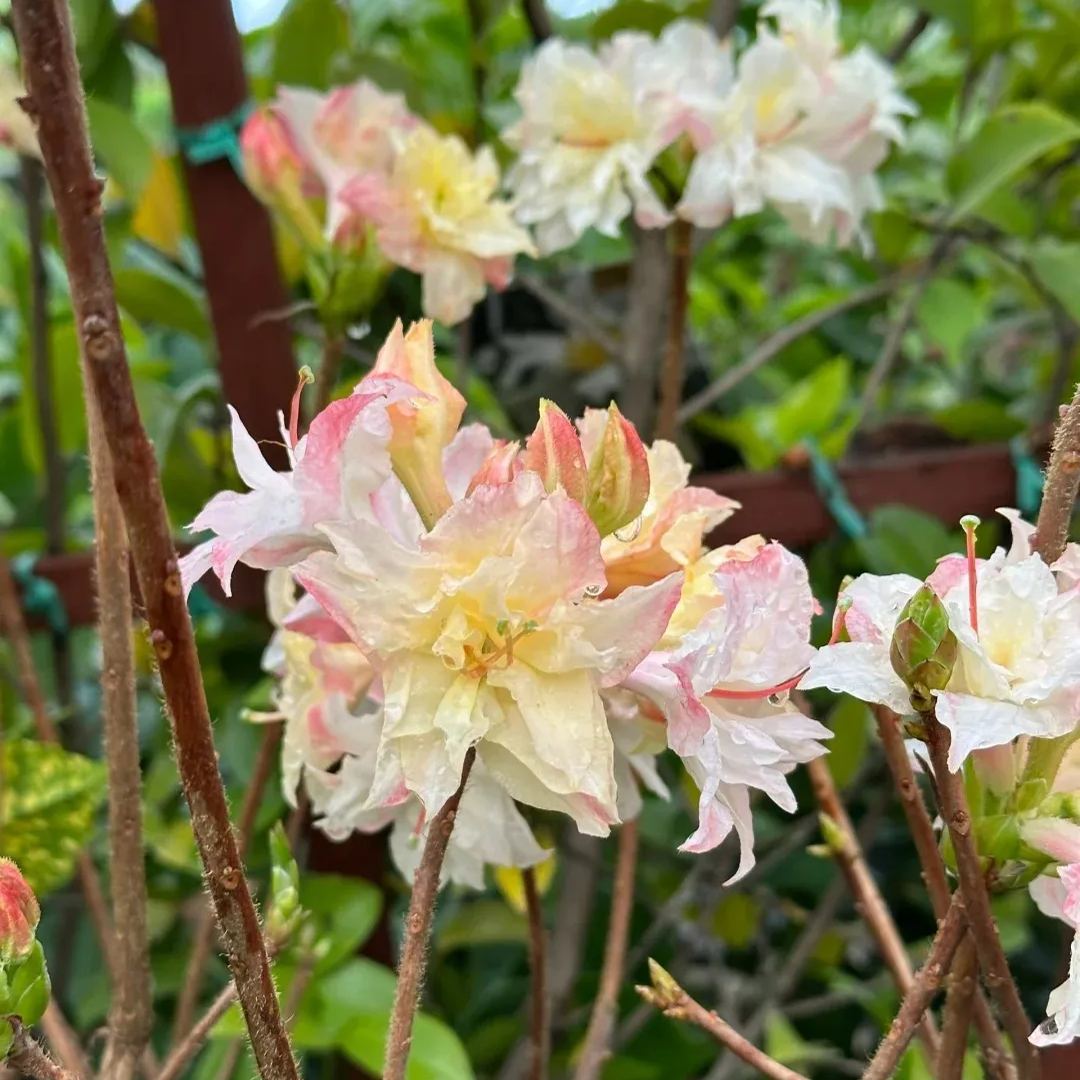 Deciduous Rhododendron