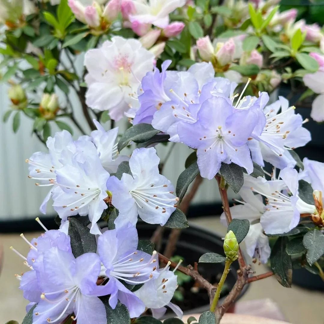 Deciduous Rhododendron
