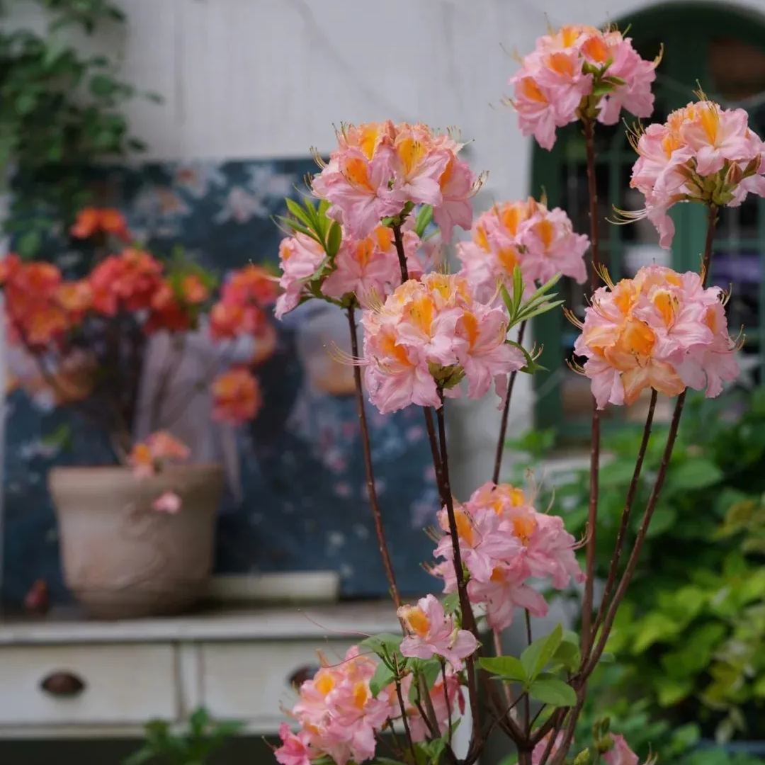 Deciduous Rhododendron