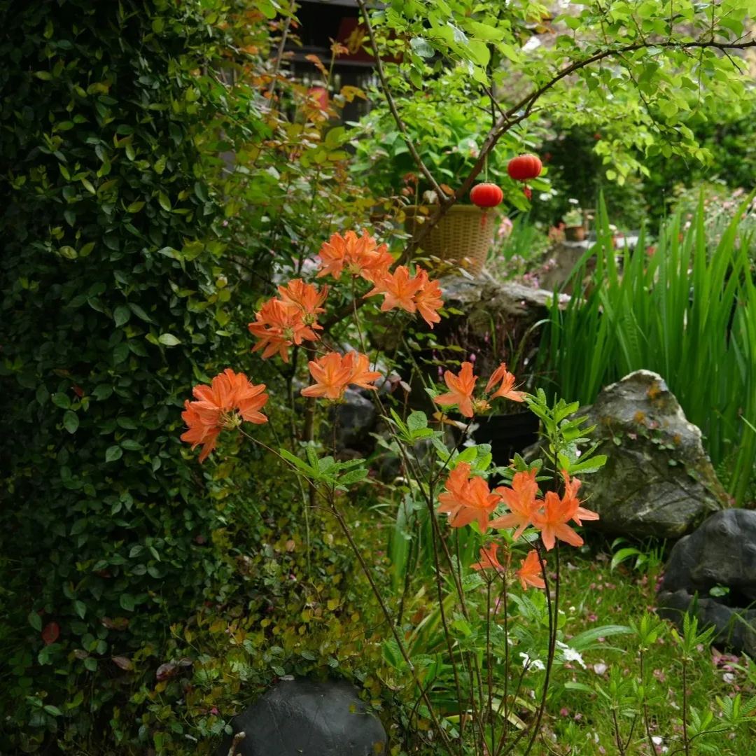 Deciduous Rhododendron