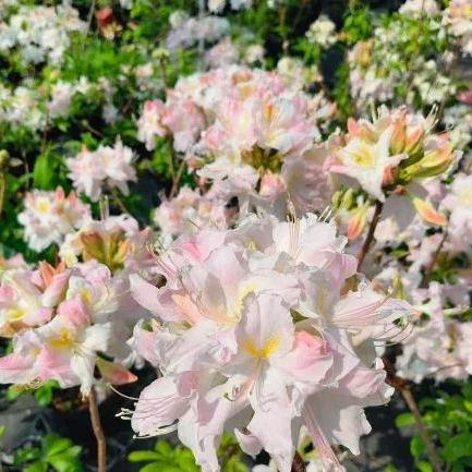 Deciduous Rhododendron