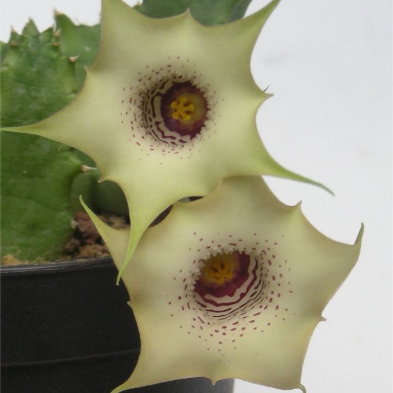 ❤️‍🔥Hot sale! 💐Various exotic starfish seeds!🌟