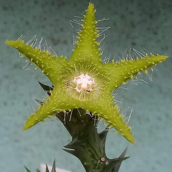 ❤️‍🔥Hot sale! 💐Various exotic starfish seeds!🌟