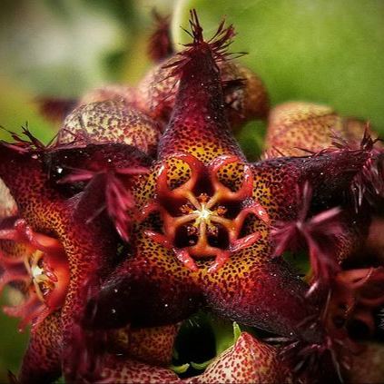 ❤️‍🔥Hot sale! 💐Various exotic starfish seeds!🌟
