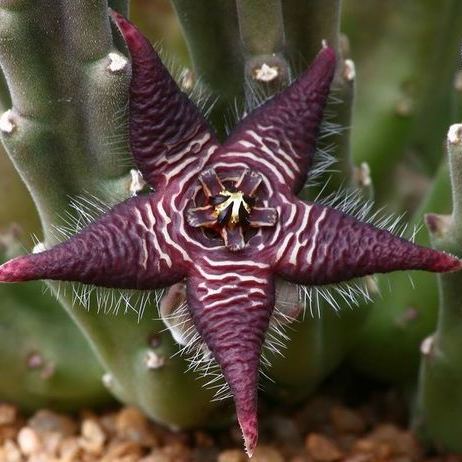 Hot sale! Various exotic starfish seeds!