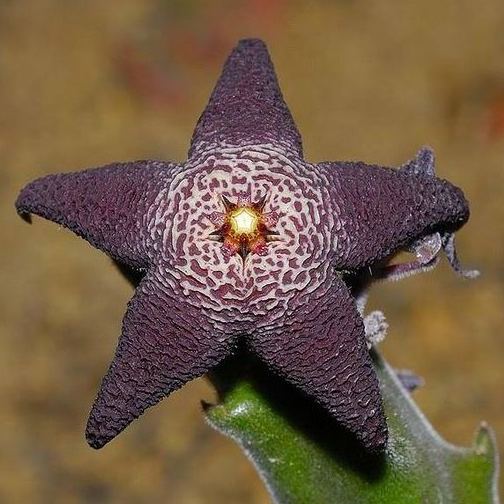 Hot sale! Various exotic starfish seeds!
