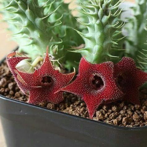 ❤️‍🔥Hot sale! 💐Various exotic starfish seeds!🌟