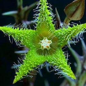 ❤️‍🔥Hot sale! 💐Various exotic starfish seeds!🌟