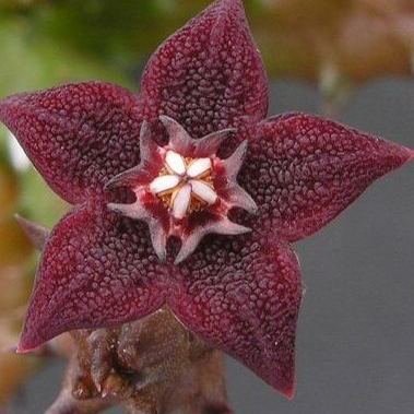 Hot sale! Various exotic starfish seeds!