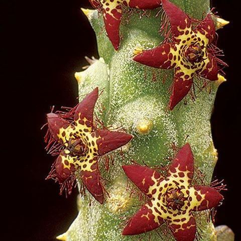 ❤️‍🔥Hot sale! 💐Various exotic starfish seeds!🌟