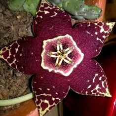 ❤️‍🔥Hot sale! 💐Various exotic starfish seeds!🌟