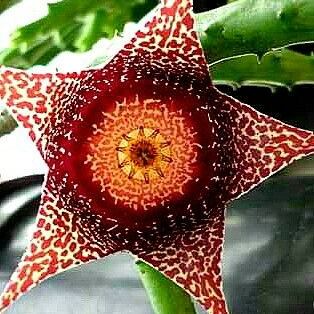 ❤️‍🔥Hot sale! 💐Various exotic starfish seeds!🌟