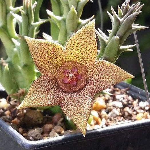 Hot sale! Various exotic starfish seeds!