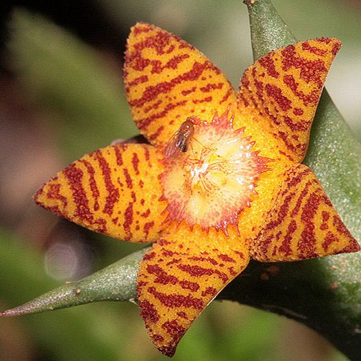 ❤️‍🔥Hot sale! 💐Various exotic starfish seeds!🌟