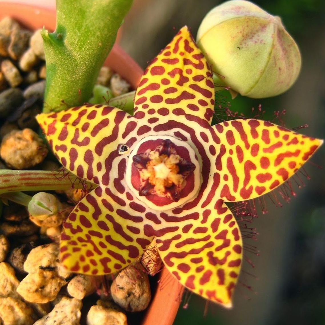 Hot sale! Various exotic starfish seeds!