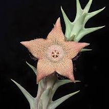 ❤️‍🔥Hot sale! 💐Various exotic starfish seeds!🌟
