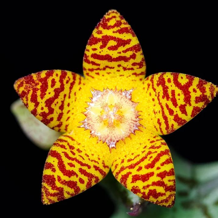 ❤️‍🔥Hot sale! 💐Various exotic starfish seeds!🌟