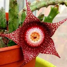 ❤️‍🔥Hot sale! 💐Various exotic starfish seeds!🌟