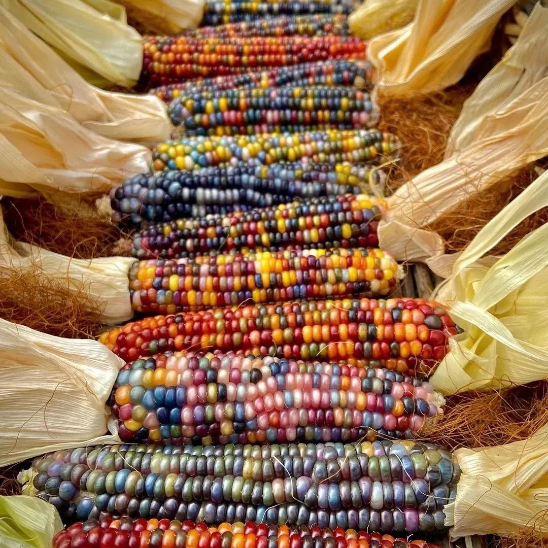 Soft, chewy, and sweet, multi-variety corn
