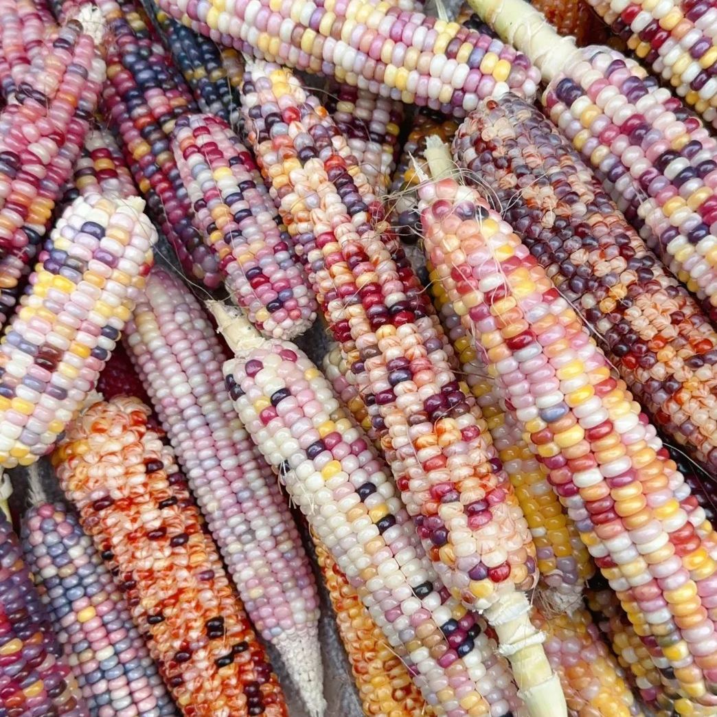 Soft, chewy, and sweet, multi-variety corn