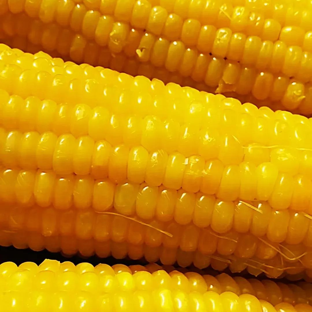 Soft, chewy, and sweet, multi-variety corn