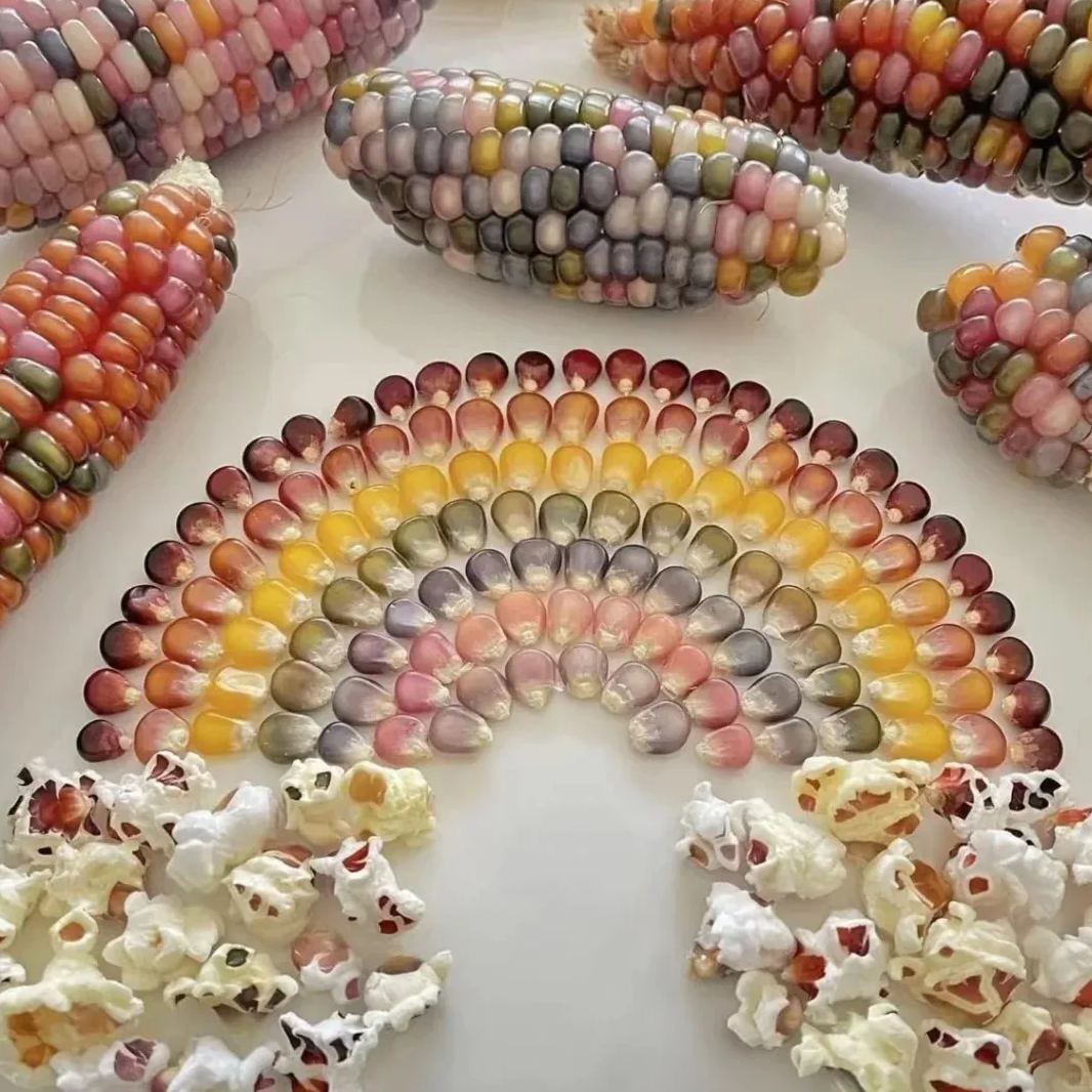 Soft, chewy, and sweet, multi-variety corn