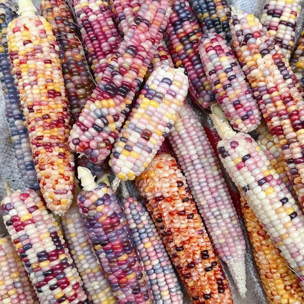 Soft, chewy, and sweet, multi-variety corn