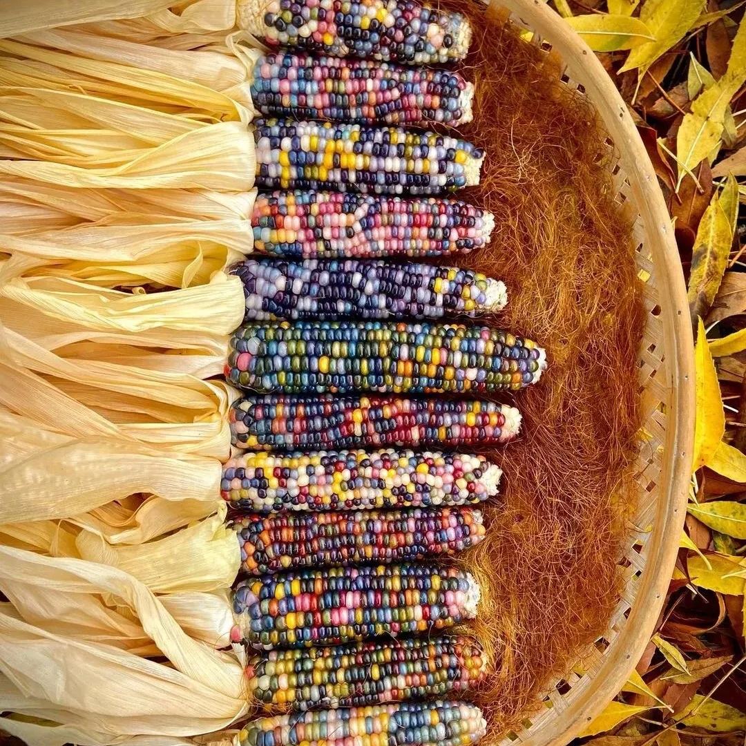 Soft, chewy, and sweet, multi-variety corn
