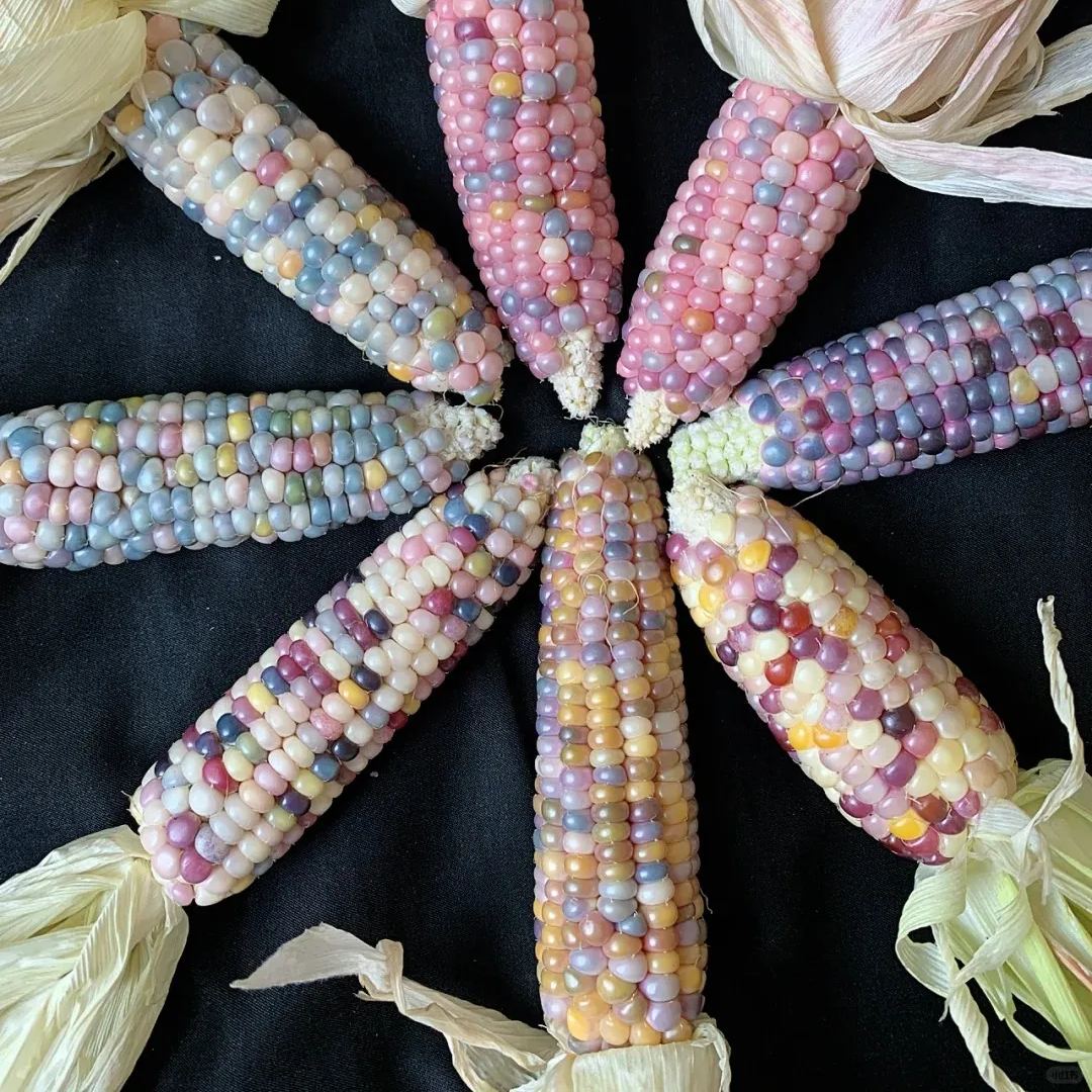 Soft, chewy, and sweet, multi-variety corn
