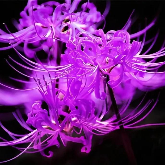 🦋Mysterious and beautiful flowers: ✨Amaryllis belladonna💐
