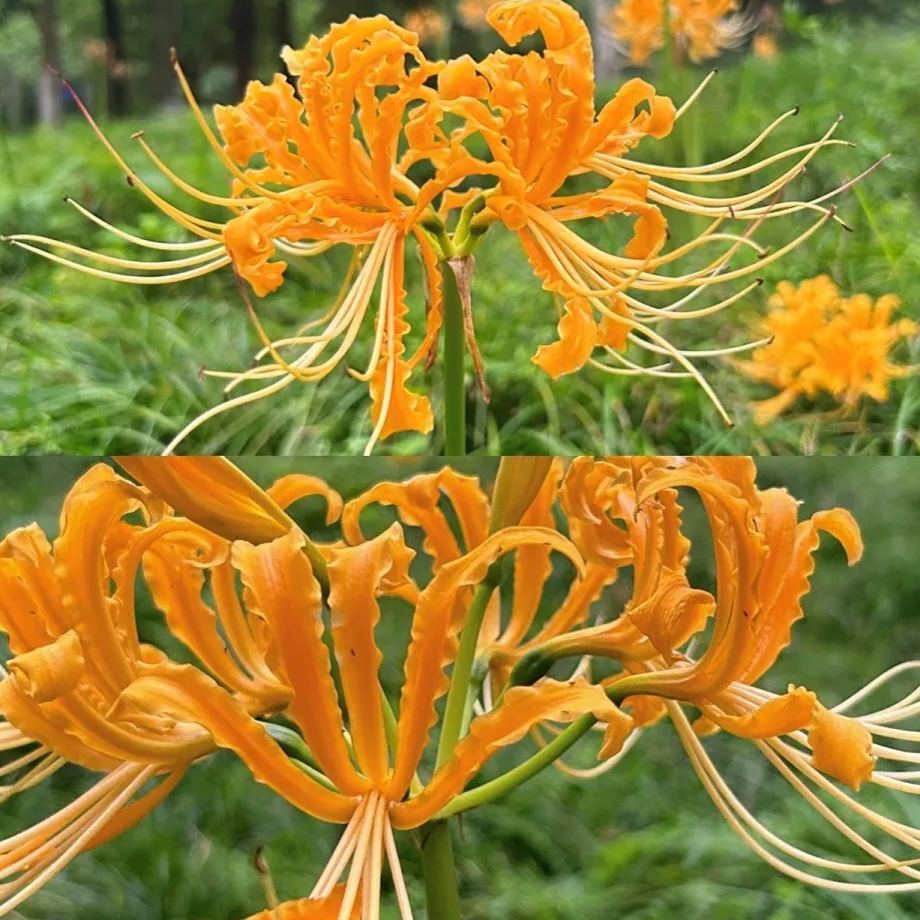 🦋Mysterious and beautiful flowers: ✨Amaryllis belladonna💐
