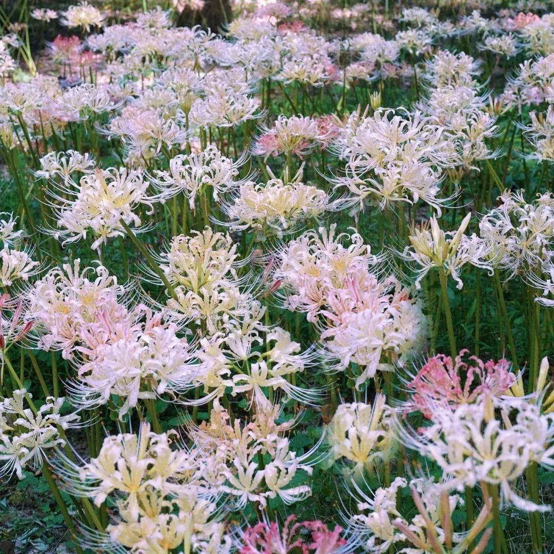 🦋Mysterious and beautiful flowers: ✨Amaryllis belladonna💐
