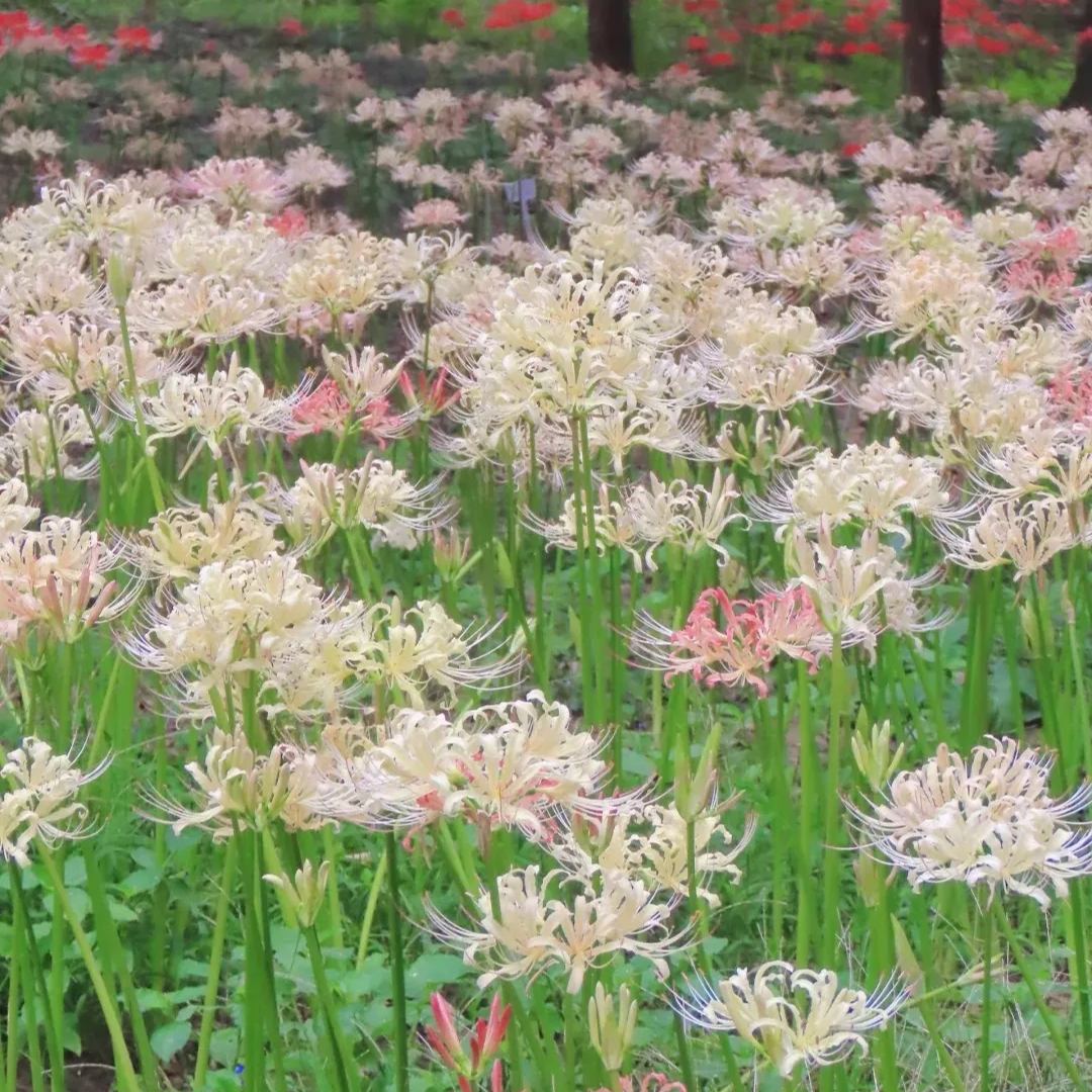 🦋Mysterious and beautiful flowers: ✨Amaryllis belladonna💐