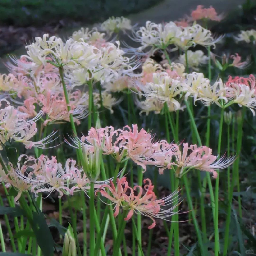 🦋Mysterious and beautiful flowers: ✨Amaryllis belladonna💐