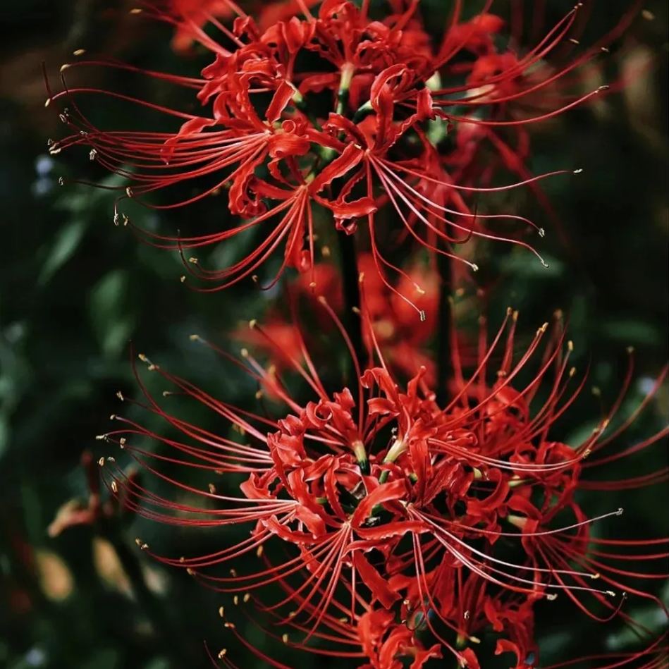 🦋Mysterious and beautiful flowers: ✨Amaryllis belladonna💐
