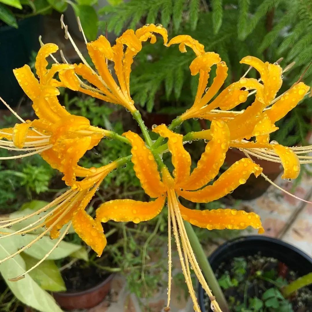 🦋Mysterious and beautiful flowers: ✨Amaryllis belladonna💐
