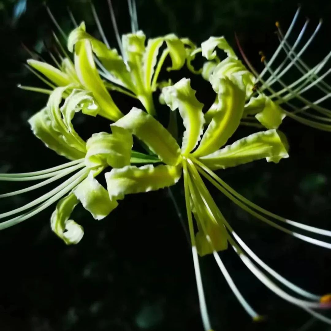 🦋Mysterious and beautiful flowers: ✨Amaryllis belladonna💐