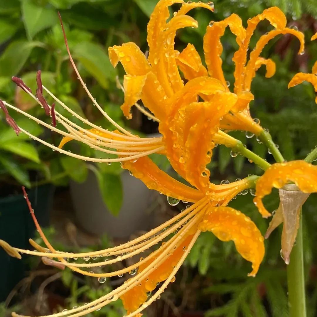 🦋Mysterious and beautiful flowers: ✨Amaryllis belladonna💐