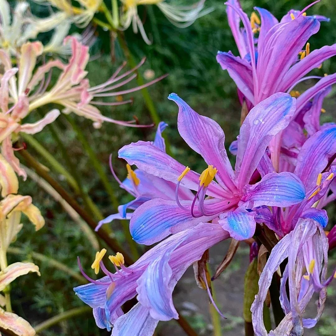 🦋Mysterious and beautiful flowers: ✨Amaryllis belladonna💐