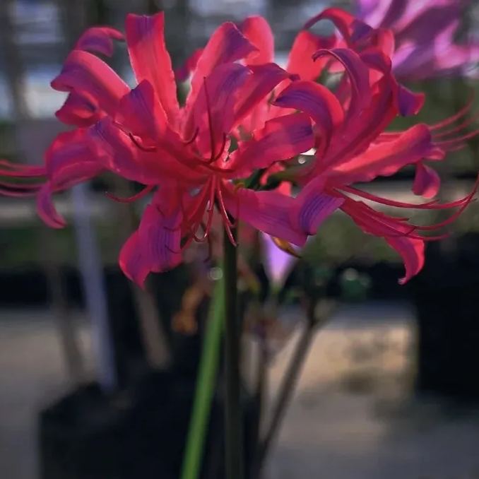 🦋Mysterious and beautiful flowers: ✨Amaryllis belladonna💐