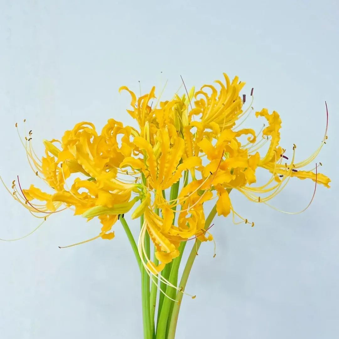 🦋Mysterious and beautiful flowers: ✨Amaryllis belladonna💐