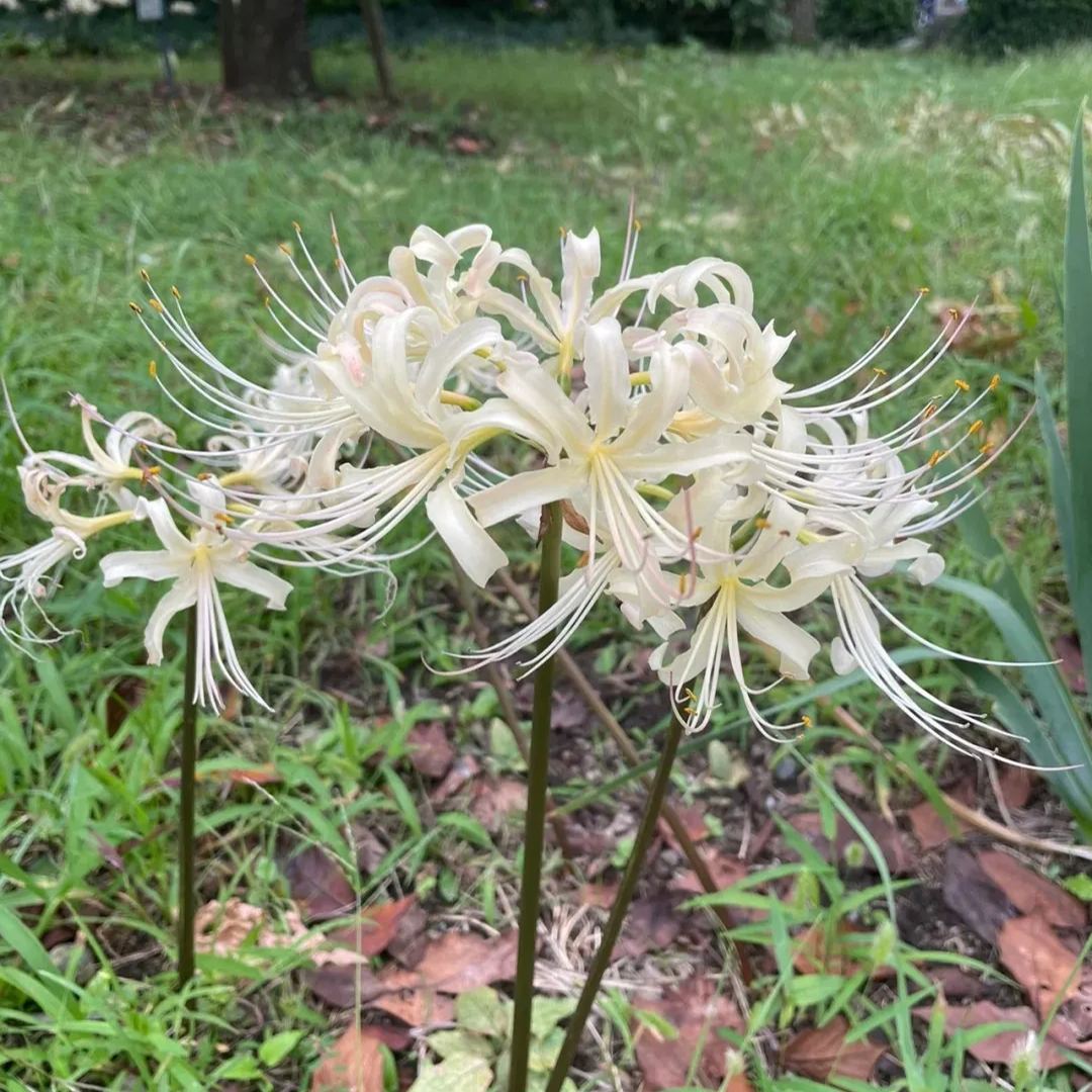 🦋Mysterious and beautiful flowers: ✨Amaryllis belladonna💐