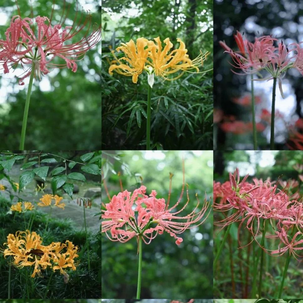 🦋Mysterious and beautiful flowers: ✨Amaryllis belladonna💐