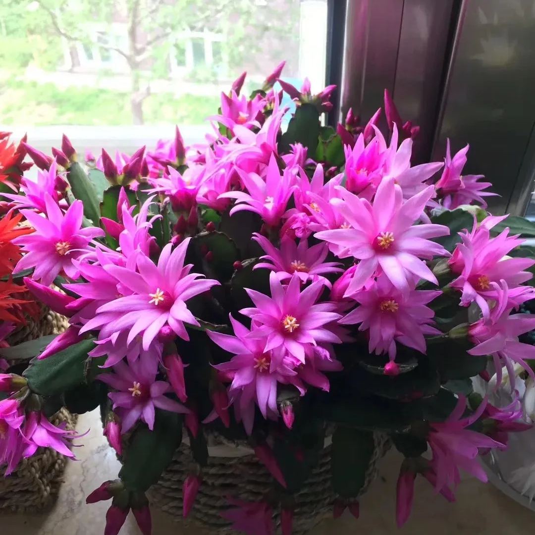 Hot sale! Essential for home decoration: Crab Claw Lotus seeds