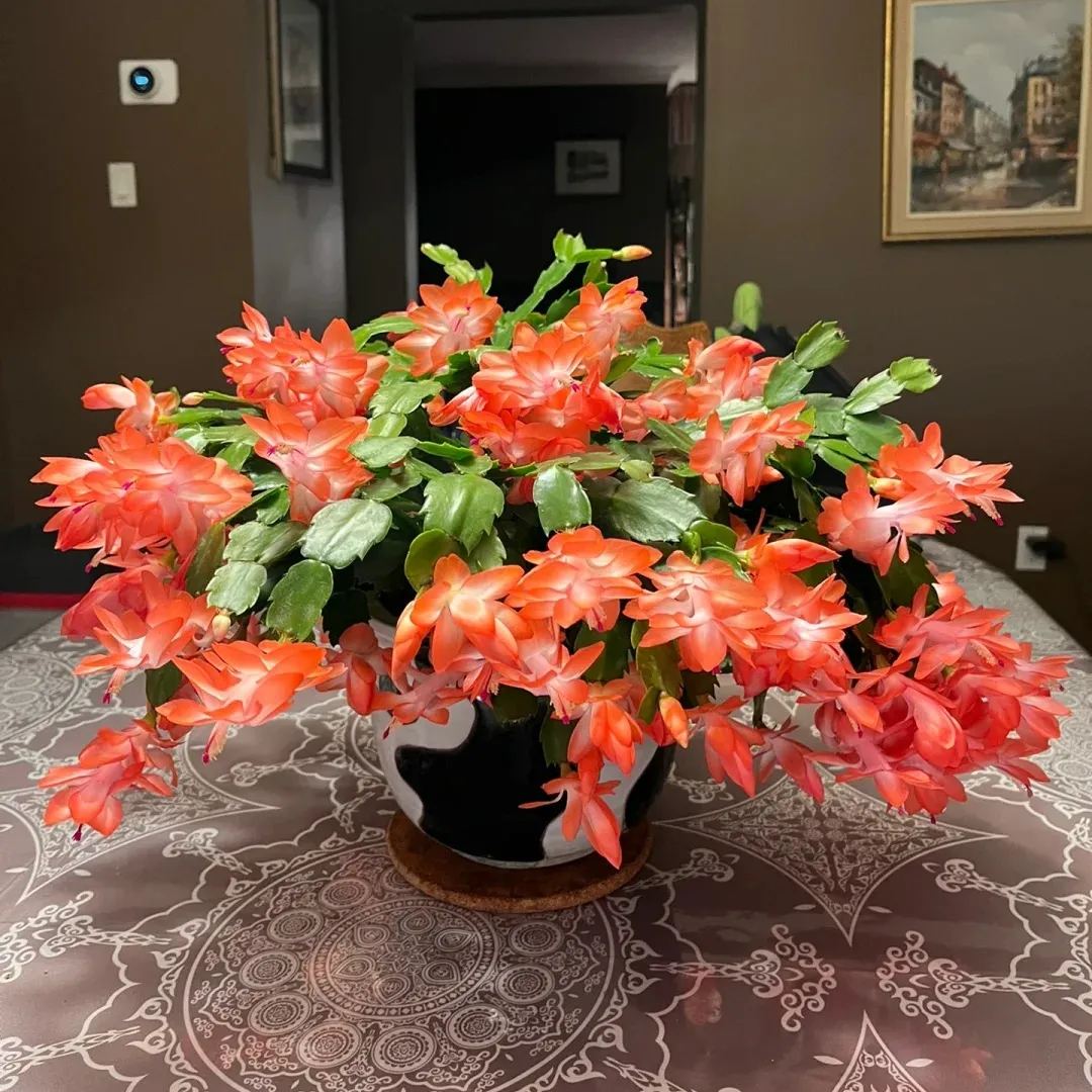 Hot sale! Essential for home decoration: Crab Claw Lotus seeds