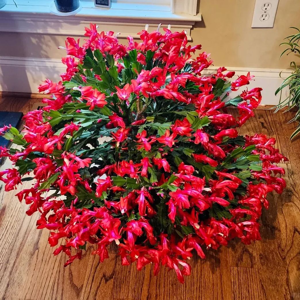 Hot sale! Essential for home decoration: Crab Claw Lotus seeds