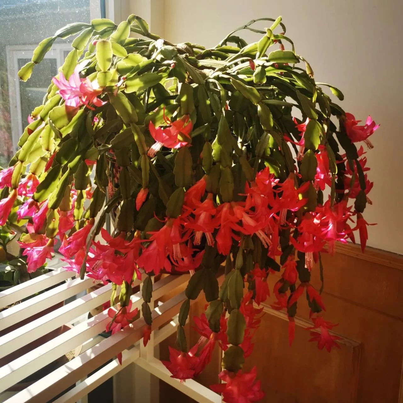 Hot sale! Essential for home decoration: Crab Claw Lotus seeds