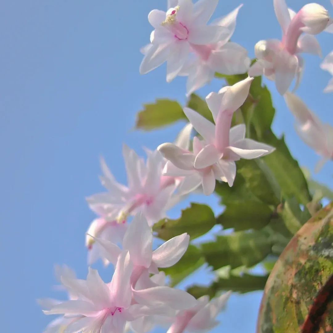 Hot sale! Essential for home decoration: Crab Claw Lotus seeds