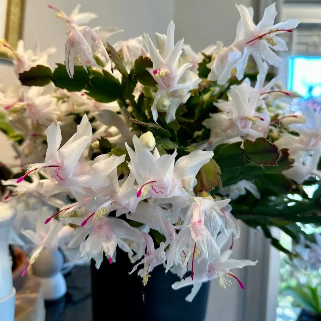 Hot sale! Essential for home decoration: Crab Claw Lotus seeds